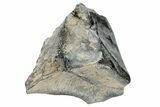 Fossil Iguanodontid Shed Tooth - England #279425-2